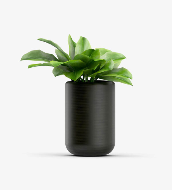 Tedo Emporium Bonsai with Vase