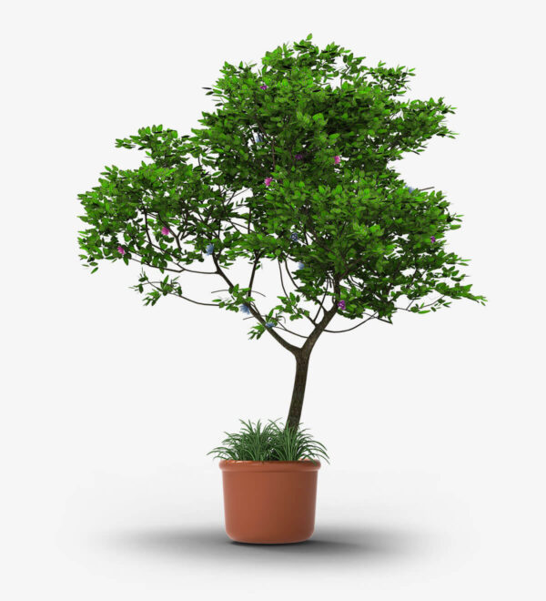 Strella Bonsai Tree With Stands - Image 5