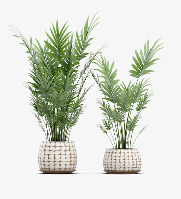 Strella Bonsai Tree With Stands - Image 7