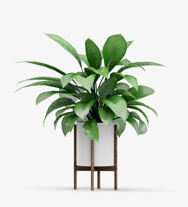 Strella Bonsai Tree With Stands - Image 6