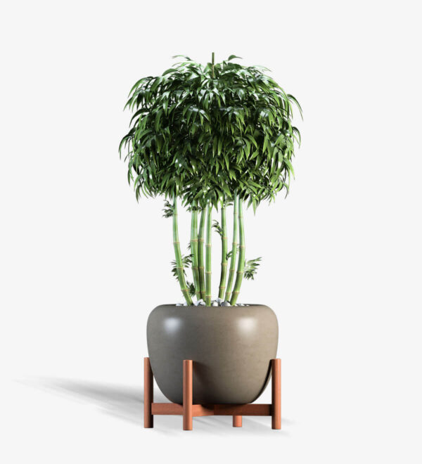 Strella Bonsai Tree With Stands - Image 4